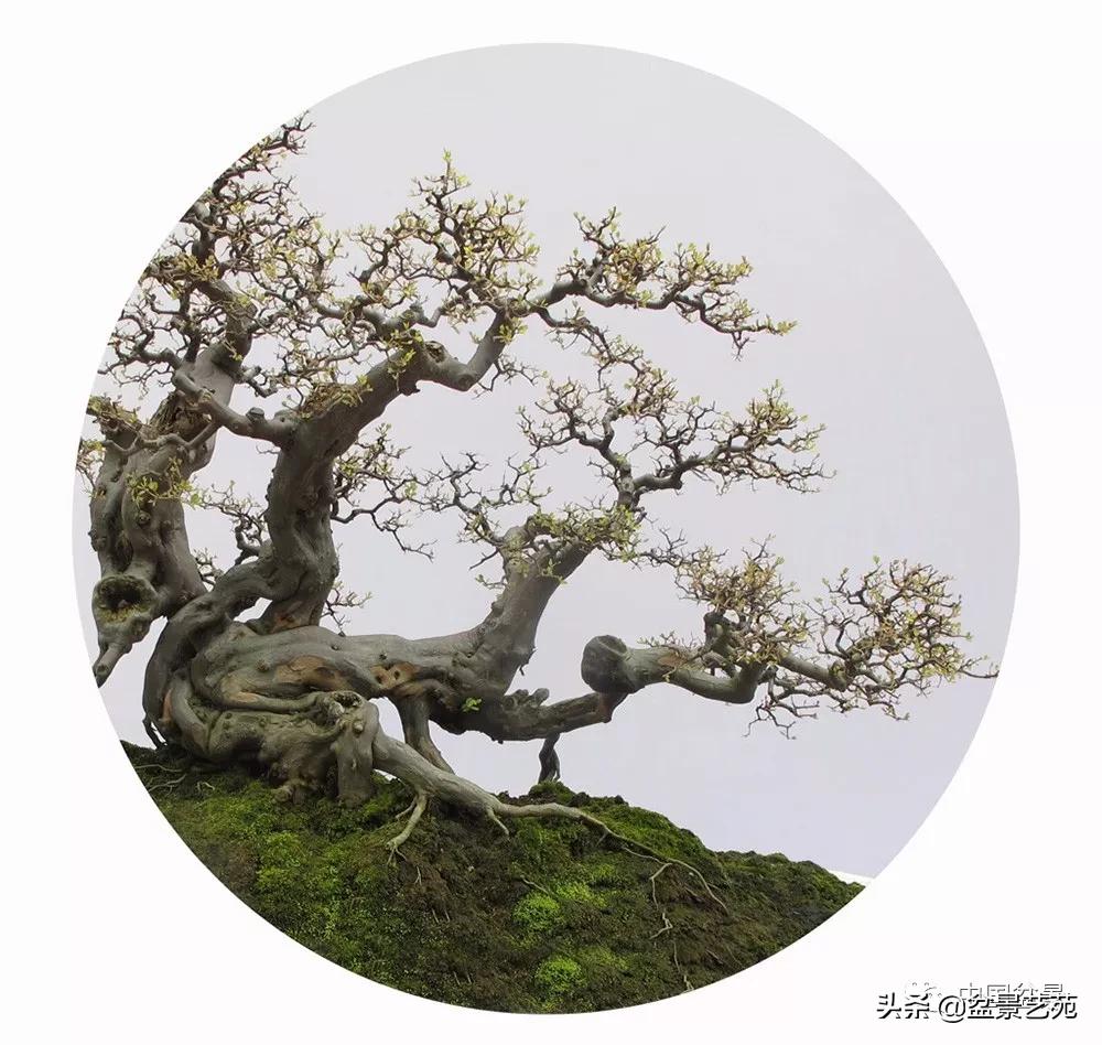 玩盆景必备栽种知识,观赏盆景的意境