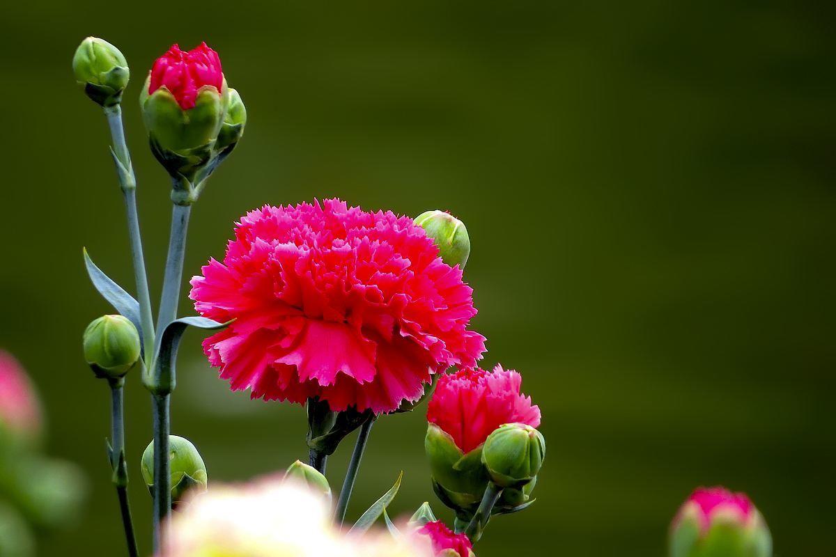 康乃馨的花骨朵怎么栽培,为什么康乃馨是代表母爱的花