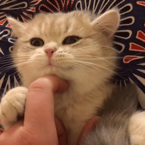 养猫咪的5大隐性危害宠物猫,养猫咪的5大隐形危害宠物猫