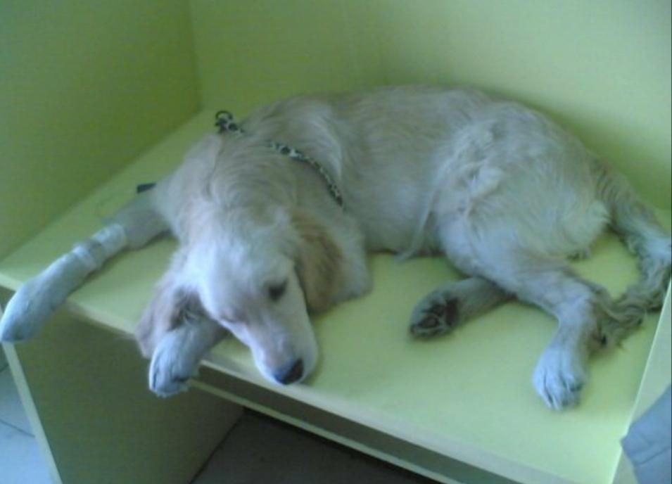 狗狗拉稀呕吐去医院做什么检查,狗狗拉稀报告