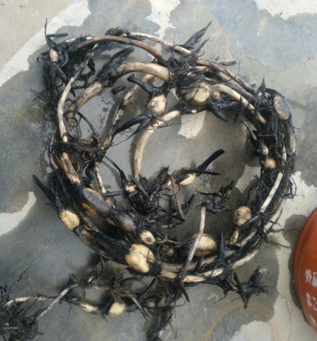 碗莲种子养殖的碗莲当年能开花吗,碗莲长出八个叶子什么时候能开花