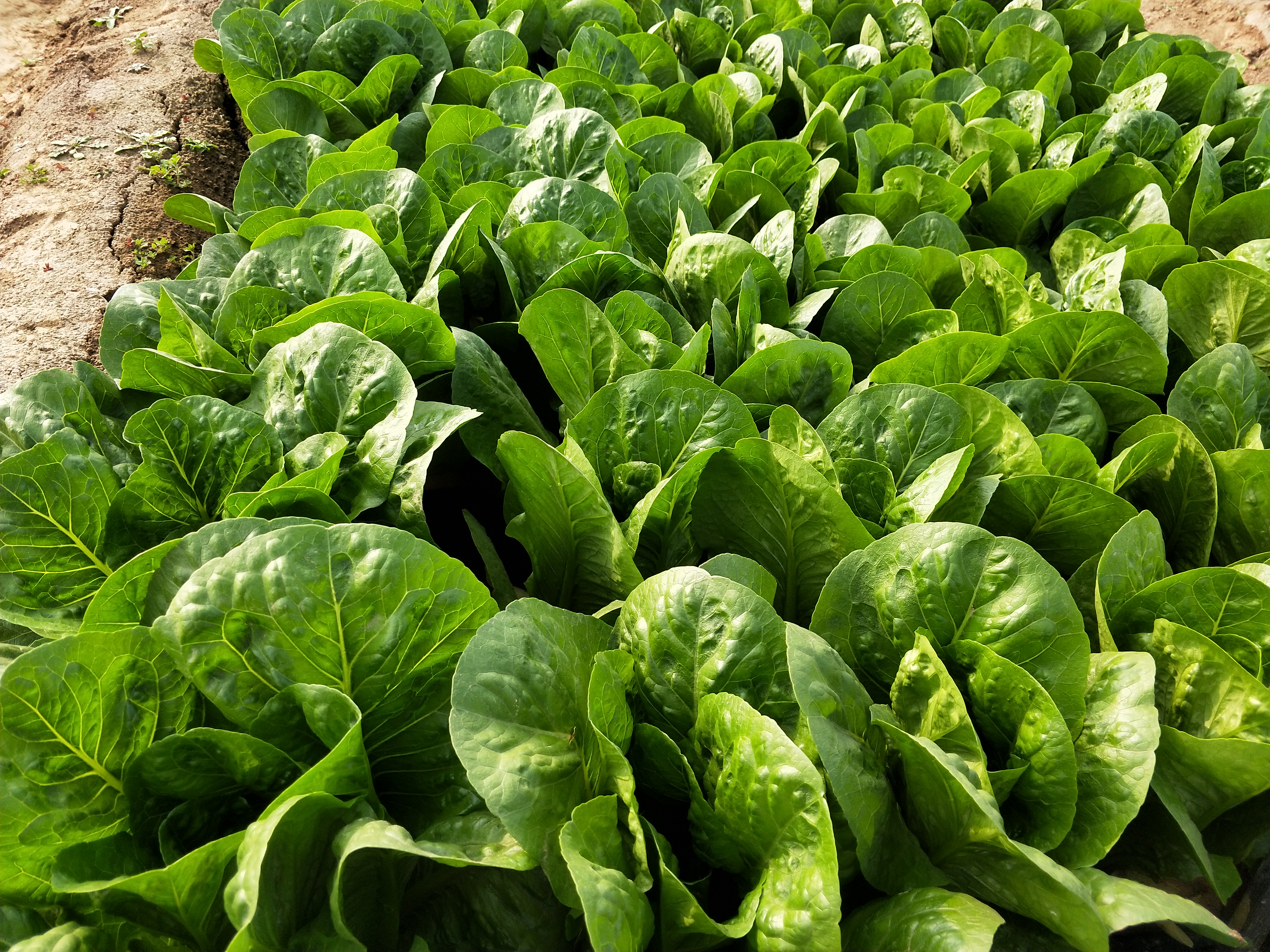 春天夏天适合种什么蔬菜,春天适合播种的蔬菜有哪些