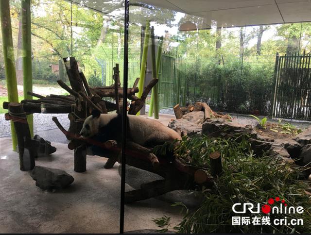 外国到底有多喜欢大熊猫,外国人是有多喜欢大熊猫