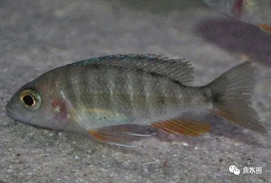 三湖慈鲷马鲷孔雀珍珠系能长多大,三湖慈鲷之孔雀