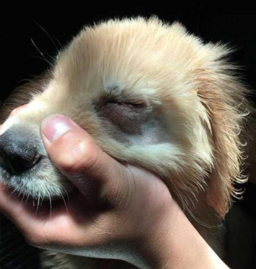 割双眼皮割反了,狗狗眼睑内翻手术