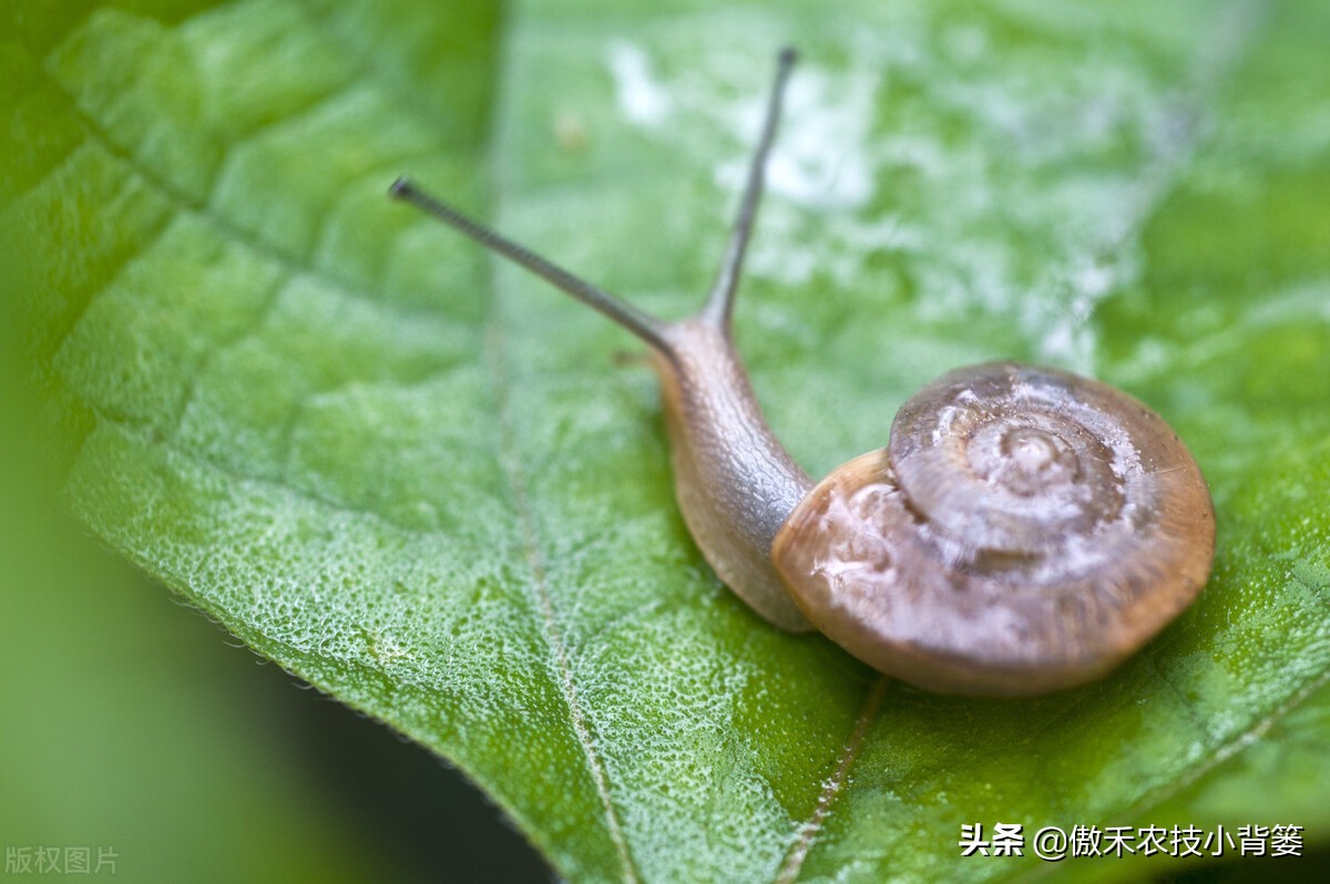 种植蔬菜蜗牛很多怎么办,蔬菜上的蜗牛用什么方法治
