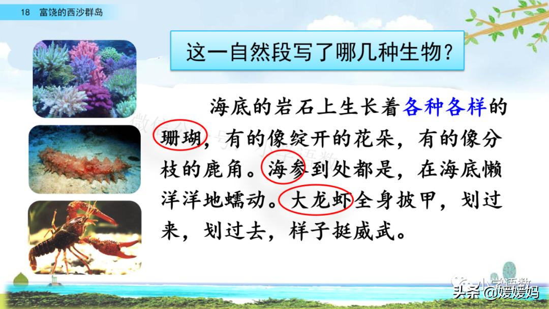 三年级第18课富饶的西沙群岛预习,3年级语文第18课富饶的西沙群岛