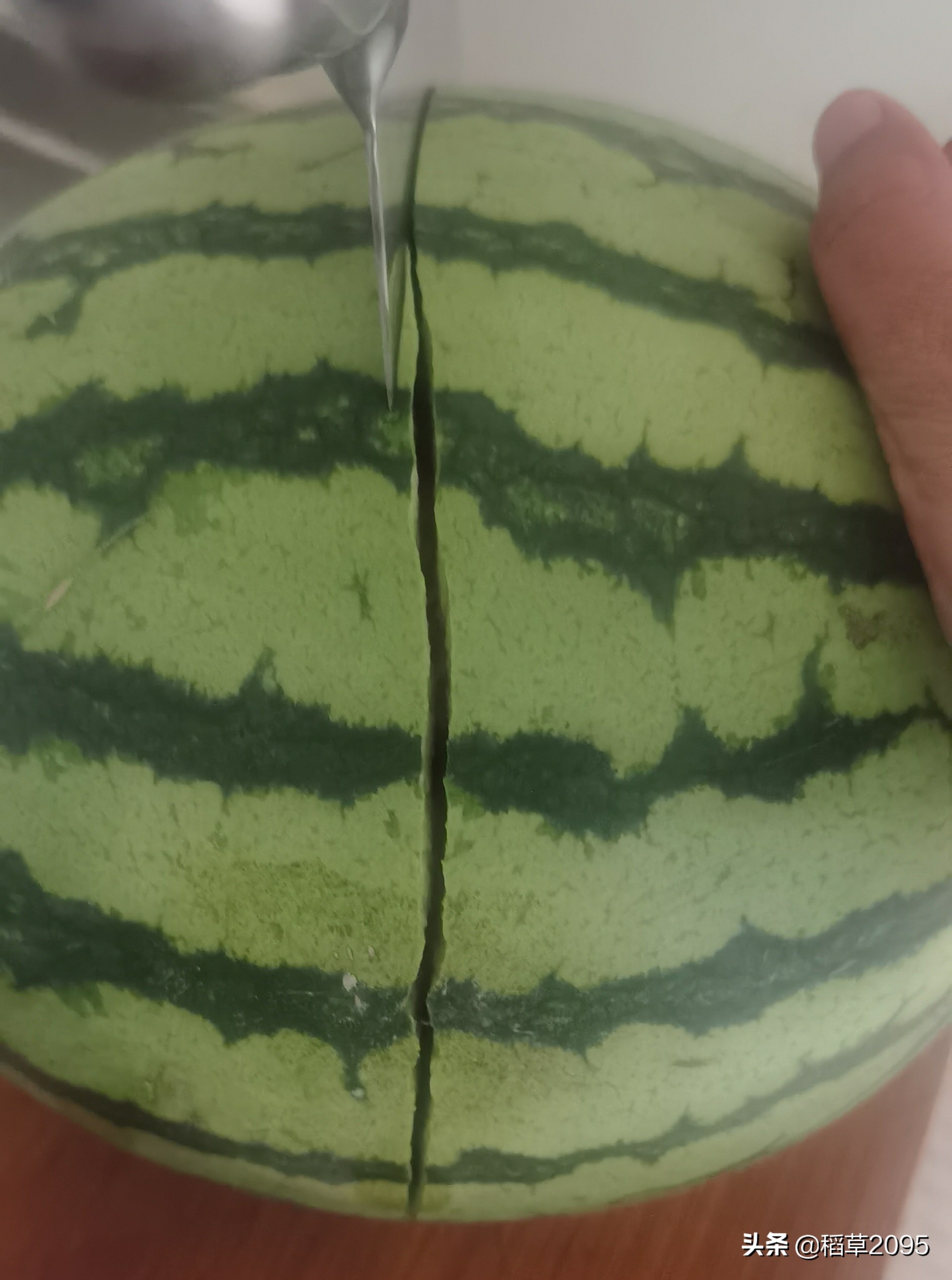 吃西瓜我是认真的更是专注的,吃瓜的最佳挑瓜方法