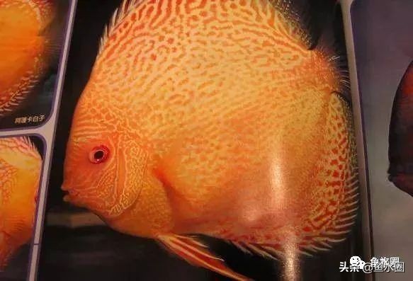 七彩神仙品系图谱,七彩神仙全系品种介绍