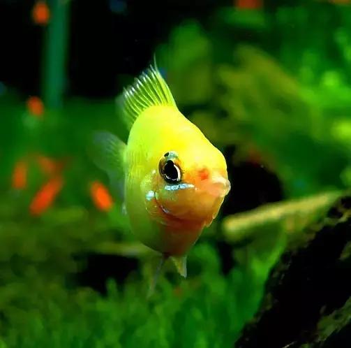 红色黄色的热带鱼是什么热带鱼,热带鱼类型有哪些