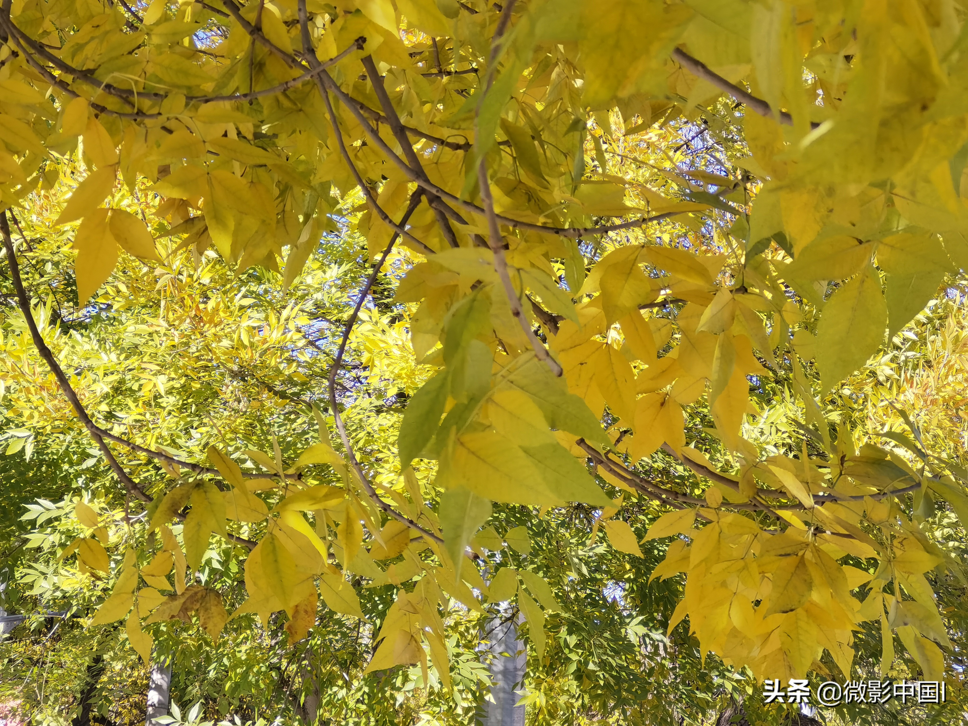 秋风雨韵华彩忆(四章)