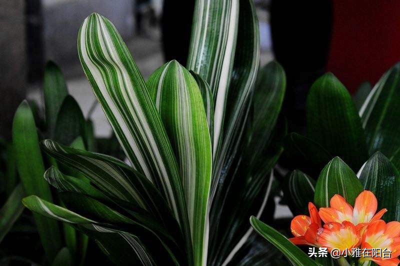 养君子兰,一月浇一次“肥水”,叶子16片,顺利开花,花大色艳!