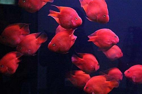 世界上最漂亮的鱼第一名,世界上最漂亮的十大鱼排名