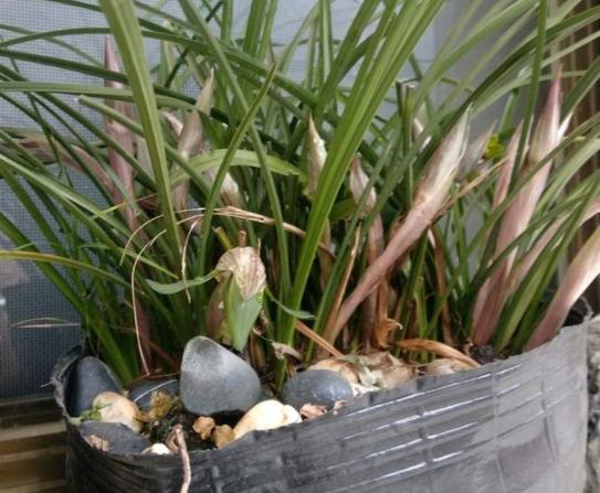 兰花怎么避免黑根腐烂,兰花烂根黑腐什么原因