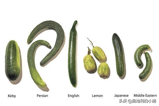 德国泡菜各种吃法,外国人吃酸黄瓜中文版