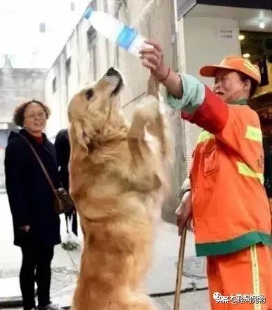 金毛犬和泰迪犬哪个聪明,金毛犬有多聪明视频