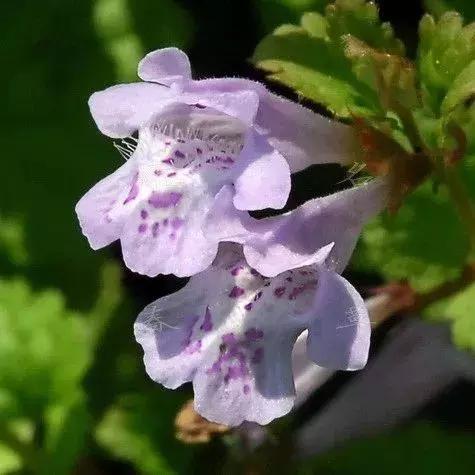 园林耐阴药大全,园林耐阴苗木套种花