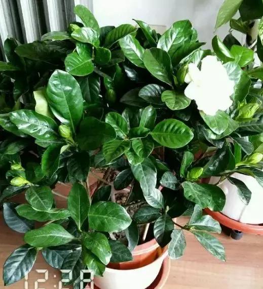 养花的盆要不要戳些洞,养花小知识小技巧大全图解