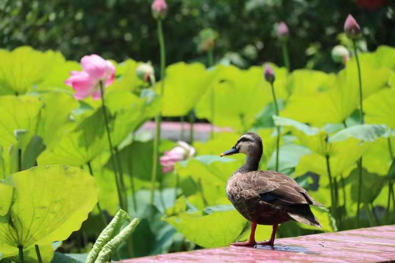 临沂雕塑公园:打造充满民生温度的最美城市公园
