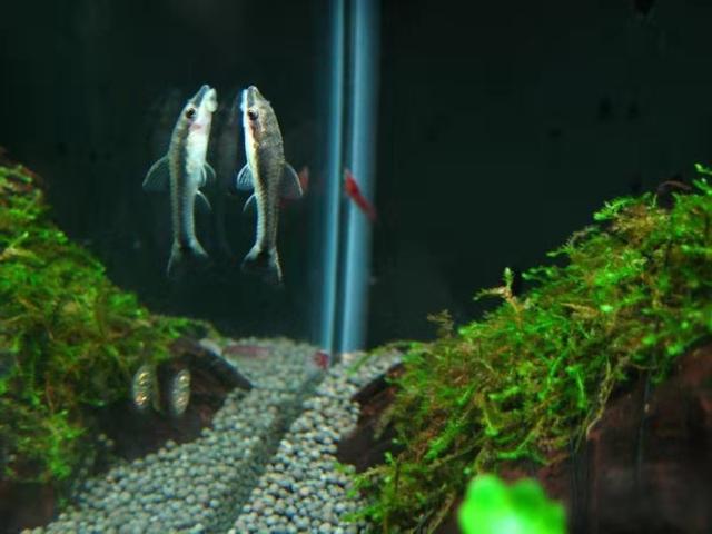 给鱼缸整理的时候有粪便怎么处理,鱼缸褐藻清理两天又出现