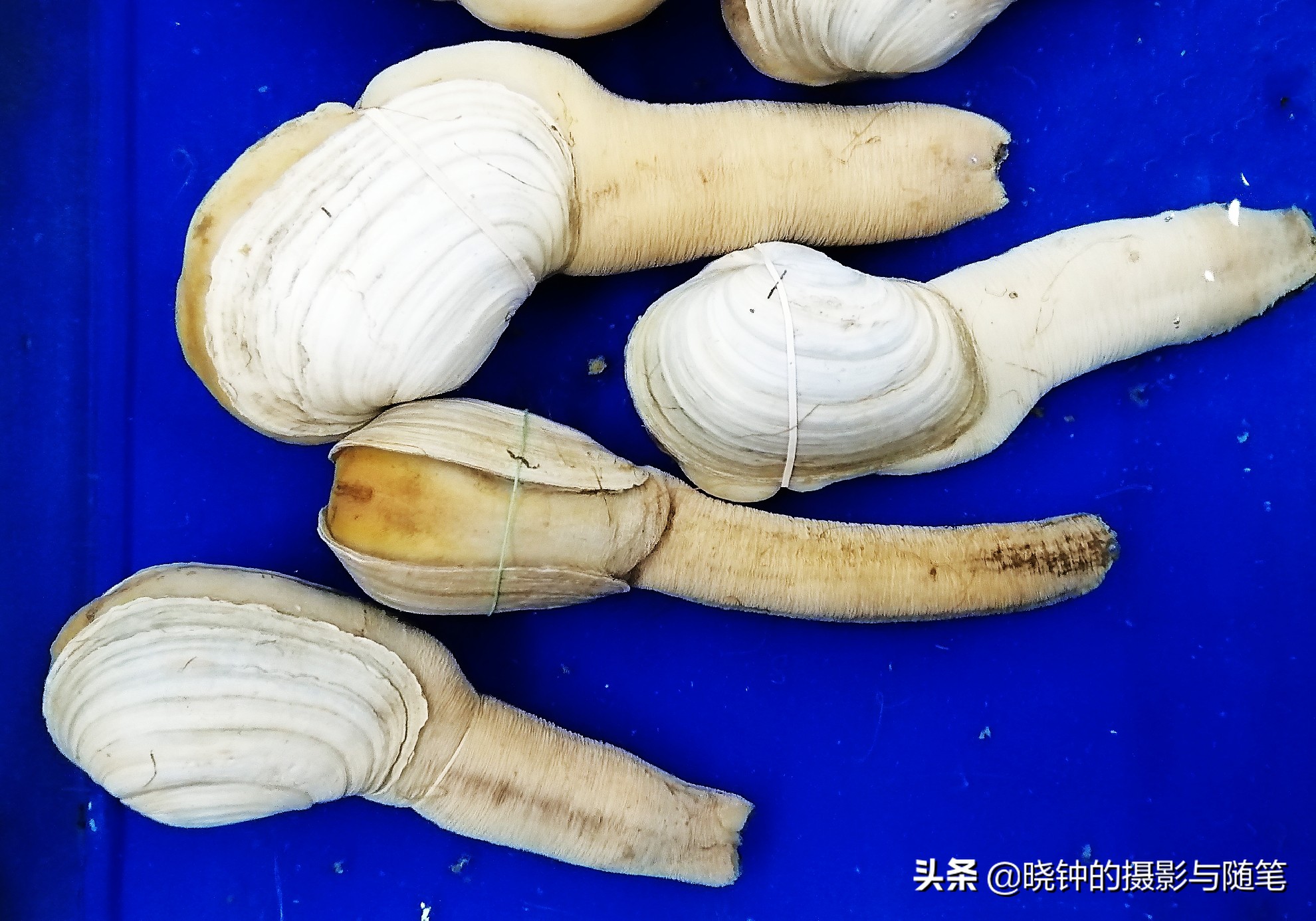 去越南看看他们吃的是什么,越南岘港海鲜价格