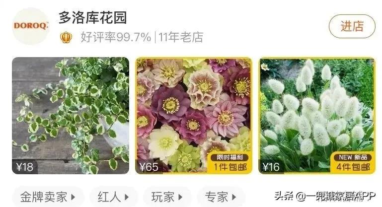 春天花会开|这20家植物淘宝店，植物杀手看了也想买！