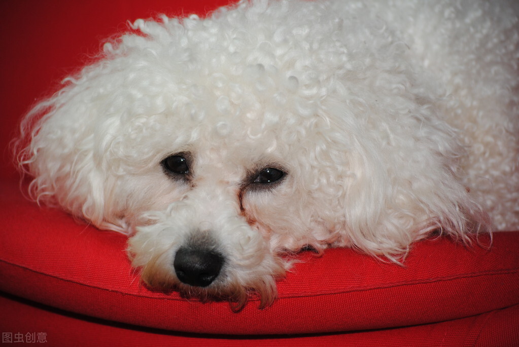 比熊犬生病了有什么表现,比熊犬的生病表现是什么