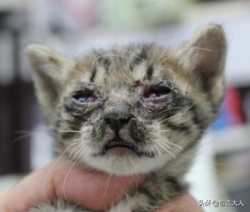 猫咪需要哪些营养品和生活必需品,猫咪必需品和智商税