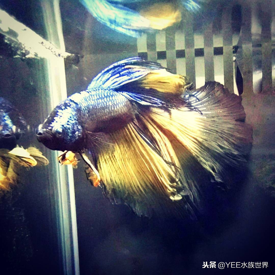 鱼忽然得肠炎，还好早学会了应对办法