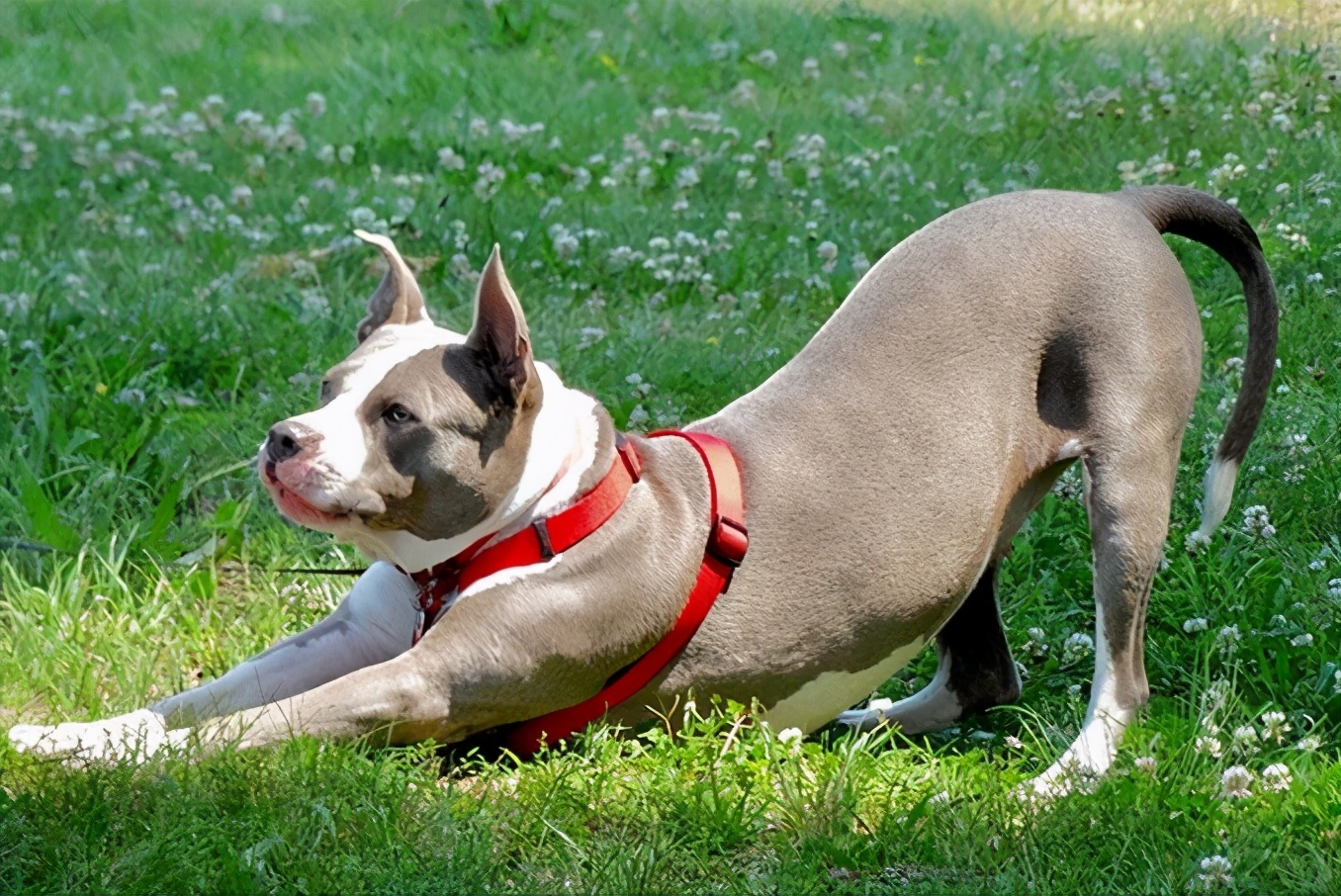 狗狗伸懒腰发出猪叫声怎么回事,泰迪狗狗经常伸懒腰是怎么回事