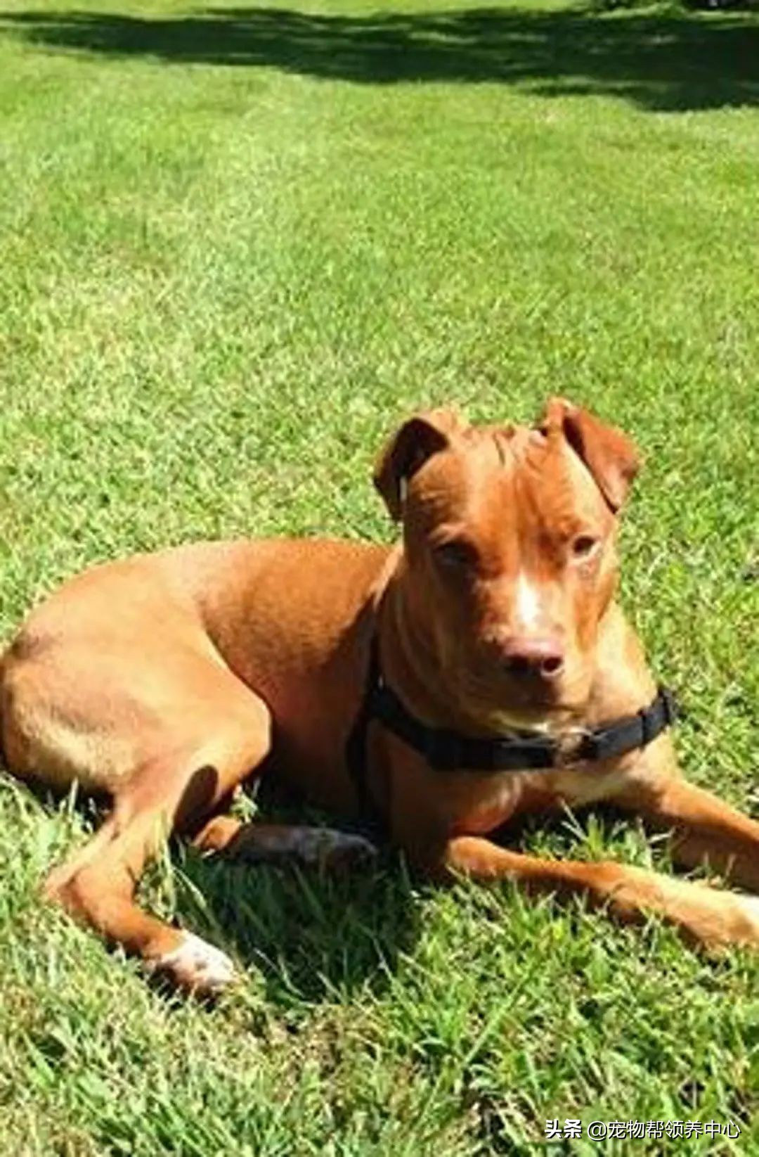 狗狗耳朵肿了会是蜜蜂蛰的吗,狗狗被蜜蜂蛰得肿成了包子头