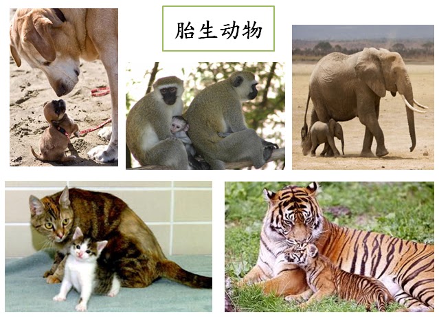 为什么鱼可以在体外受精，而人类则是在体内受精呢？