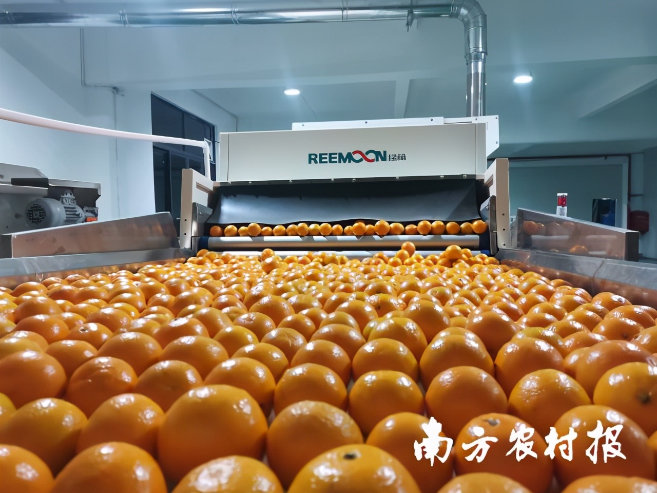 德庆贡柑之乡,德庆贡柑高端礼盒