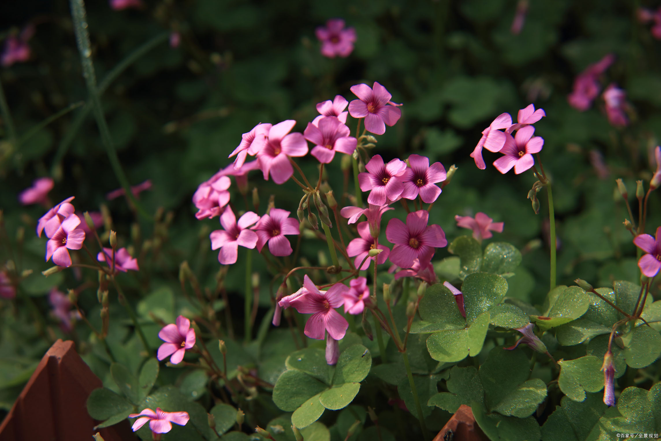 五一草花摆放的图片,春天常见的40种花图片