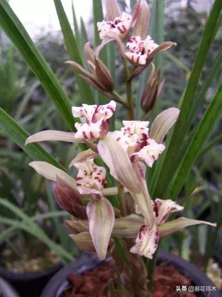 莲瓣兰的花和春剑的花有什么区别,春剑春兰莲瓣兰豆瓣兰怎么区分