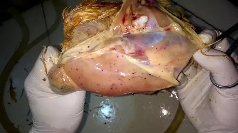 近期鸡病情况,鸡近期高发病