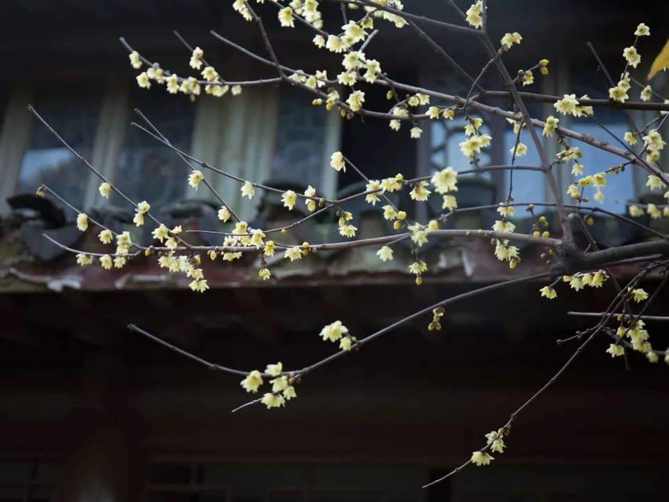 故乡今夜思千里，霜鬓明朝又一年——过年不能回家，高适很烦恼