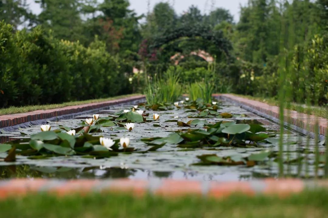 建一座完全不打药的生态花园,所有生命在这里和谐共处,值得收藏