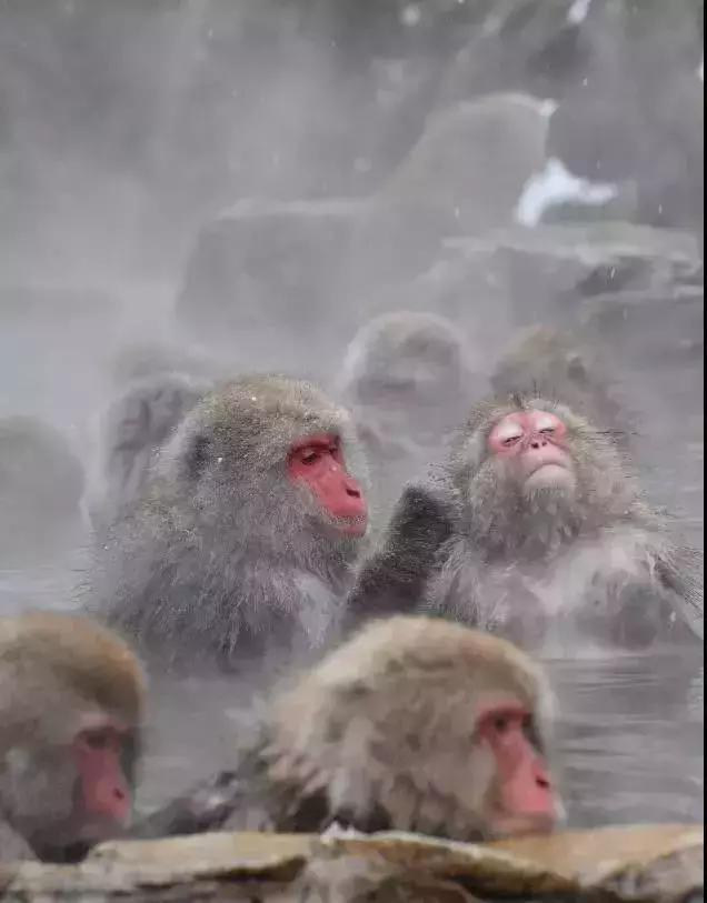 日本乌鸦会扭水龙头、小鹿会鞠躬、猴子会泡温泉，文明还是成精？