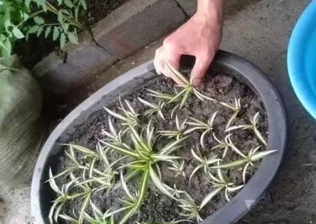 吊兰叶子黄了干枯了怎么修剪,养吊兰只需1招不黄叶