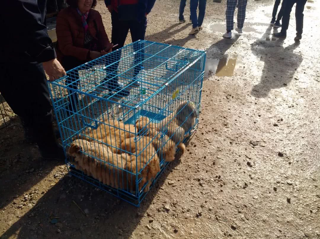 金毛狗市场幼犬出售,金毛狗50元一只批发直播卖