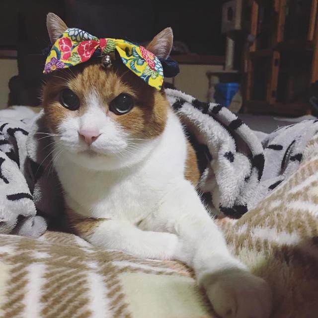 如何照护中老年猫？了解七大变化，做好这四件事，有助于猫咪长寿