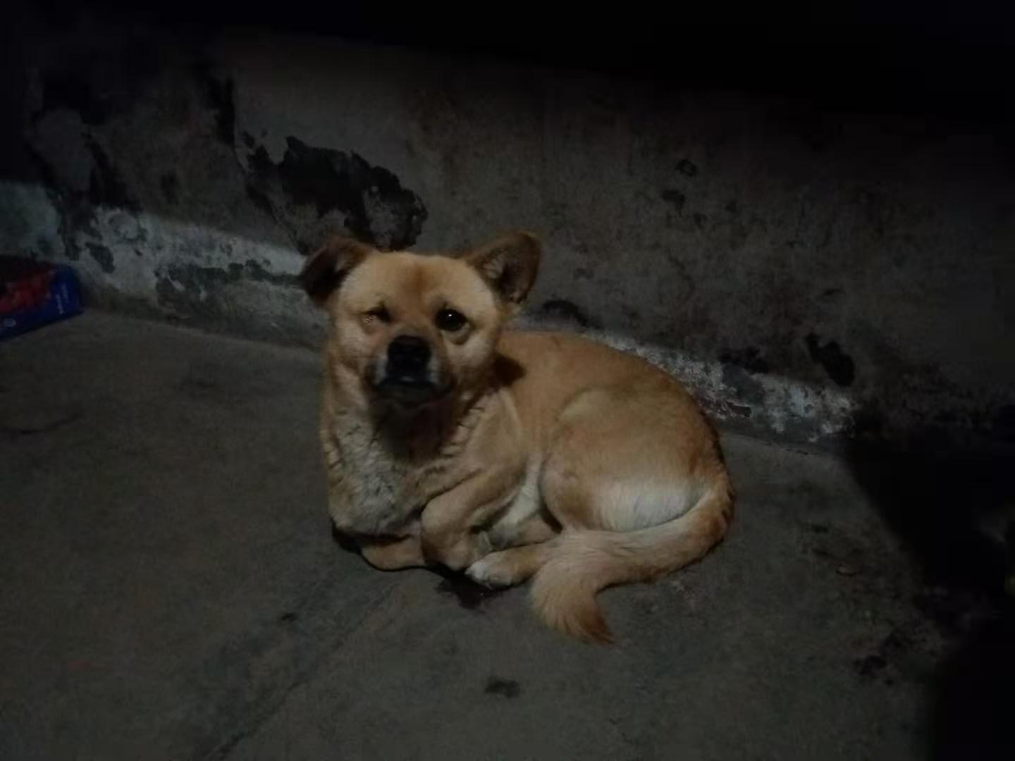 一只狗的自述和故事,一只狗的自述马克吐温