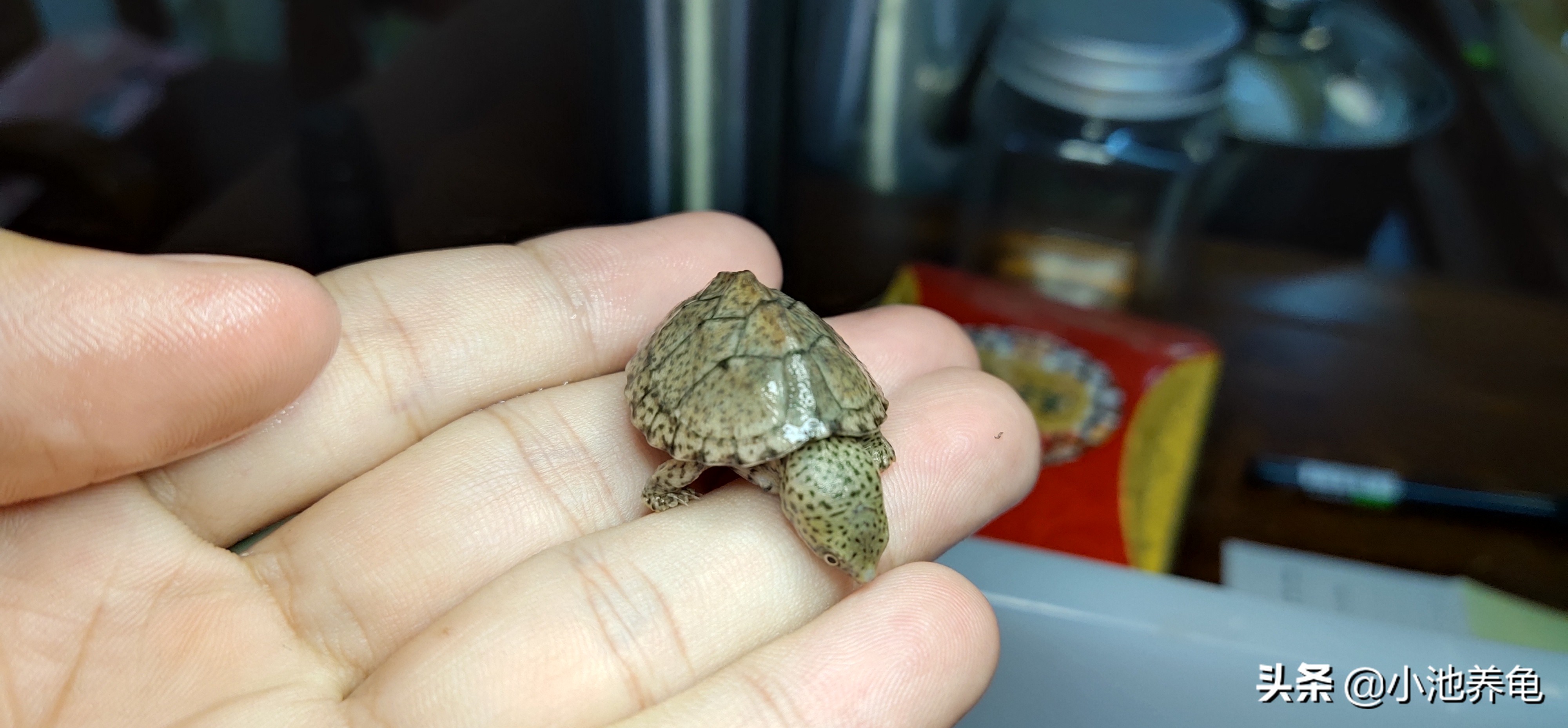 新手养龟怎么繁殖,新手养龟如何挑选