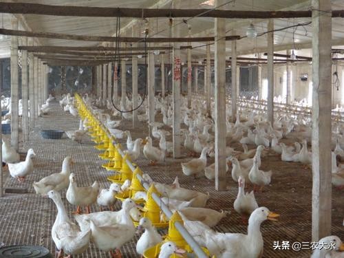 天气热养鸭预防什么疾病,养肉食鸭热应激怎么预防