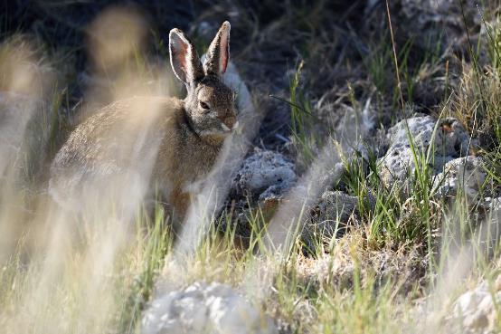 照片没聚焦后期怎么清晰,相机照片放大不清晰的原因