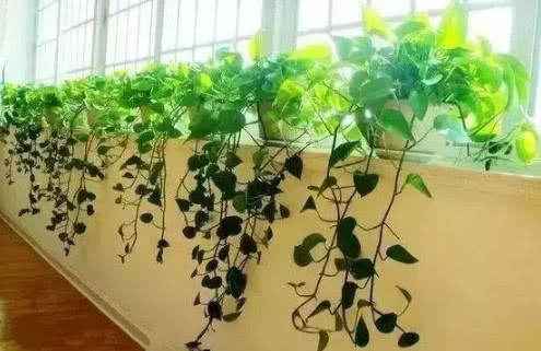 绿萝有毒还是没毒,绿萝有毒吗误食了咋办