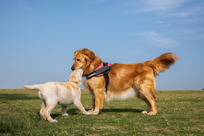 金毛牙龈发黑怎么办,金毛牙龈正常颜色