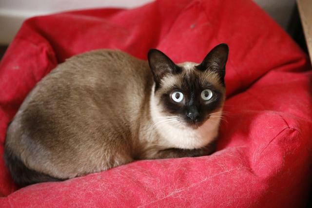 暹罗猫到底好不好看,暹罗猫好不好撸