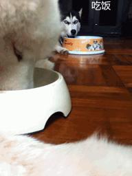 哈士奇和萨摩耶在一起的生活日常,哈士奇和萨摩耶融合起来的样子